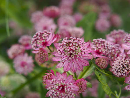 Blooming Astrantia major - great masterwortの写真素材