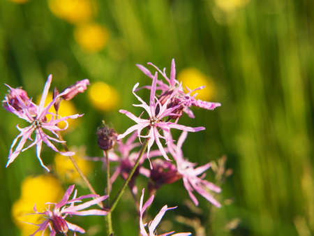 Lychnis flos-cuculi - Ragged-Robinの写真素材