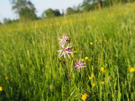 Lychnis flos-cuculi - Ragged-Robinの写真素材