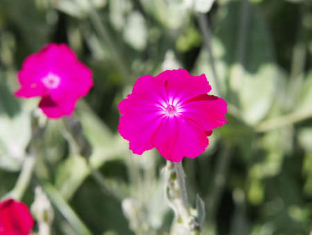 Lychnis Coronaria, son. Silene coronaria in full bloom (rose campion, dusty miller, mullein-pink, bloody William, lamp-flower)の写真素材