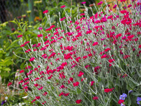 Lychnis Coronaria, son. Silene coronaria in full bloom (rose campion, dusty miller, mullein-pink, bloody William, lamp-flower)の写真素材