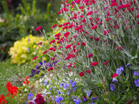 Lychnis Coronaria, son. Silene coronaria in full bloom (rose campion, dusty miller, mullein-pink, bloody William, lamp-flower)の写真素材