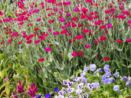 Lychnis Coronaria, son. Silene coronaria in full bloom (rose campion, dusty miller, mullein-pink, bloody William, lamp-flower)の写真素材