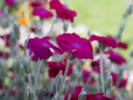 Lychnis Coronaria, son. Silene coronaria in full bloom (rose campion, dusty miller, mullein-pink, bloody William, lamp-flower)の写真素材