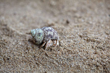 Kelomang or Umang-Umang (pompong), or some who translate it as hermit crabs or hermit crabs, are decapod crustaceans from superfamily Paguroideaの写真素材