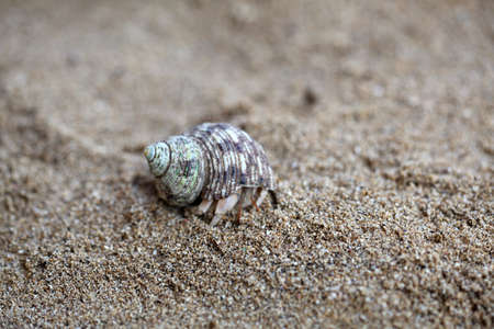 Kelomang or Umang-Umang (pompong), or some who translate it as hermit crabs or hermit crabs, are...
