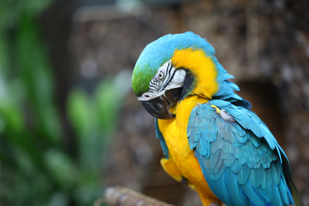 Blue-and-yellow macaw (Ara ararauna), Macaw parrot on nature backgroundの写真素材