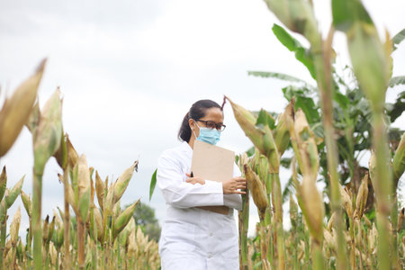 Asian biotechnology woman engineer examining corn plant and conducting research in a corn field.の写真素材
