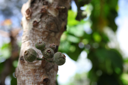 Loa fruit (Ficus racemosa). In Indonesia some call it a Ara treeの写真素材
