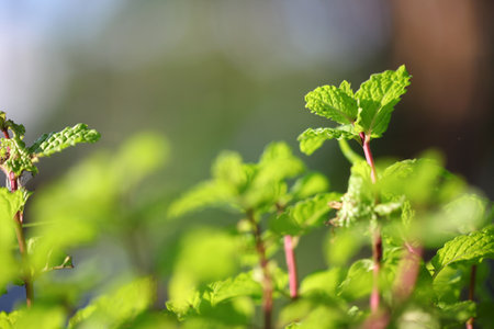 peppermint herb or vegetables for cook , The plant is useful in cooking as a herb to extract fresh scent.の写真素材