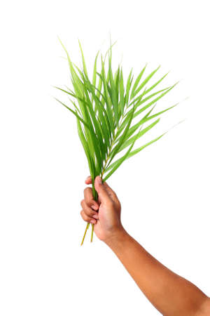 Green palm leaf isolated on white background with copyspaceの写真素材