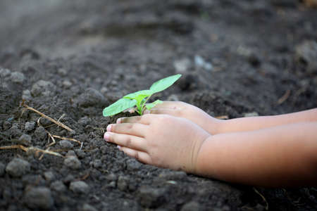 Human hand plant small tree. Little boy hands holding young tree.の写真素材