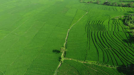 Aerial view of rice terraces. Landscape from drone. Agricultural landscape from the air. Rice terraces in the summer. Kulonprogo, Yogyakarta, Indonesia. Travel - imageの写真素材