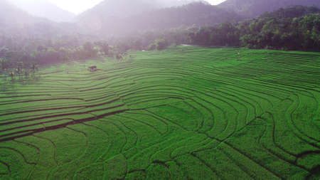 Aerial view of rice terraces. Landscape from drone. Agricultural landscape from the air. Rice...