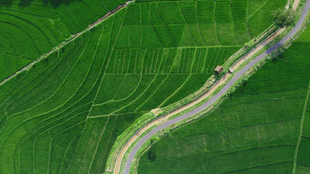 Aerial view of rice terraces. Landscape from drone. Agricultural landscape from the air. Rice...