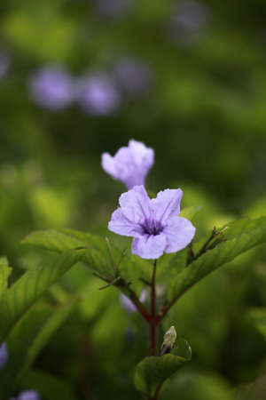 Purple trumpet flower or Ruellia tuberosa is plant originating from Mexico, the Caribbean and South...