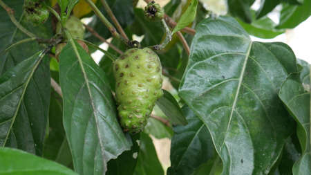 Fruits of Noni with green leafs. Beach mulbery. Great morinda. Indian mulbery. Morinda citrifoliaの写真素材