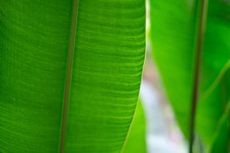 Big green banana leaves in Asia. Close up photo with narrow focus spaceの写真素材