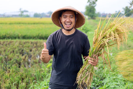 Happy young asian farmer harvesting rice in paddy field. Happy with a good harvest concept by holding a bunch of rice and showing thumbs upの写真素材