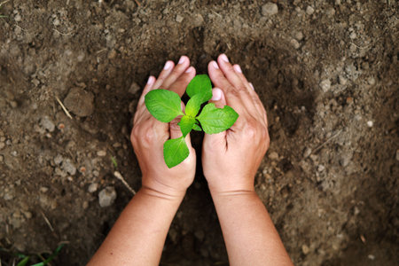 Hands growing a little plant. Environment, save earth conceptの写真素材