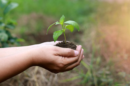 Hands holding a small plant with nature background. The concept of plant growth, and environmental protectionの写真素材