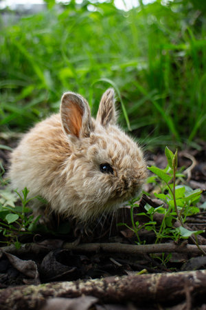 A young rabbit exploring lush greenery in a natural habitat during daylight hoursの写真素材