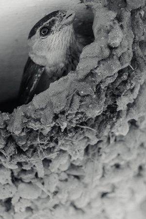A bird peeking out from its mud nest under a roof in a quiet neighborhood during the morning hours