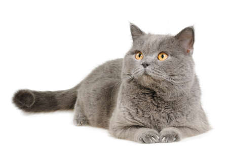 catの写真素材
