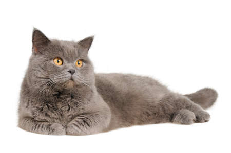 catの写真素材