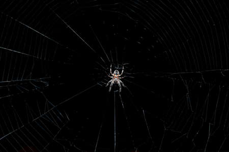 spider の写真素材