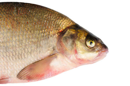 Fresh freshwater fish Bream. Macro. Isolated on white.の写真素材