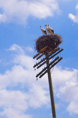 Storks in a nest on a telegraph pole on a background of blue sky.