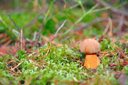 Mushroom in the moss. In pine forestの写真素材