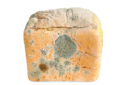 One Moldy bread. Isolated on white  backgroundの写真素材
