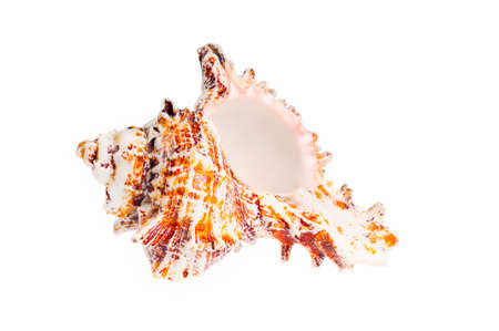 Old big seashell. Isolated on white backgroundの写真素材