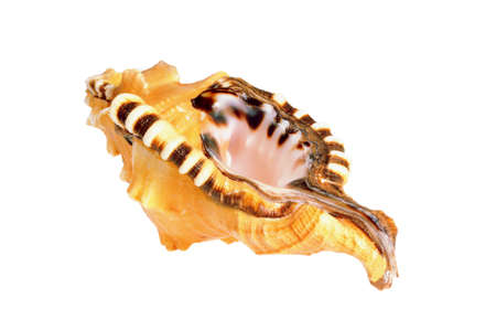 Old big seashell. Isolated on white backgroundの写真素材