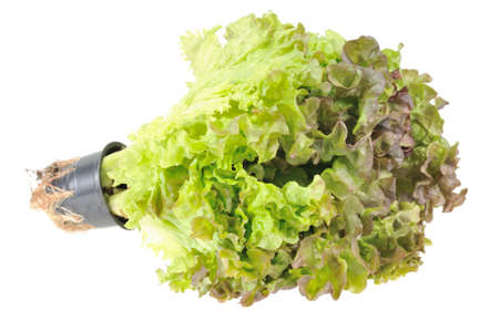 Lettuce leaves in a pot. Isolated on white.の写真素材