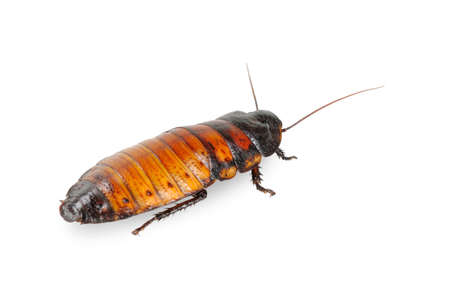 Madagascar cockroach. Isolated on white. Close up