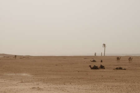 Sahara Desert, camels, palm trees and sand. Taken in Tunis, in the northern Sahara.の写真素材