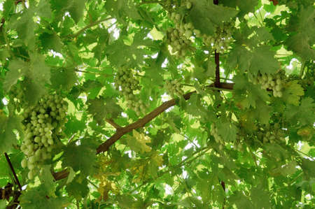 Bunch of green grapes on the vine.の写真素材