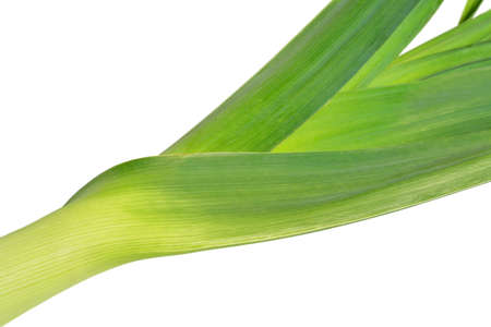 One fresh leek isolated on white background の写真素材
