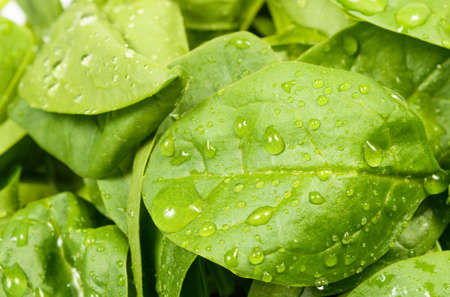 Spinach leaves close up, with water dropsの写真素材
