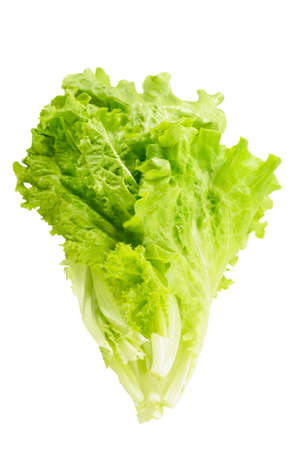 lettuce leaves isolatedの写真素材