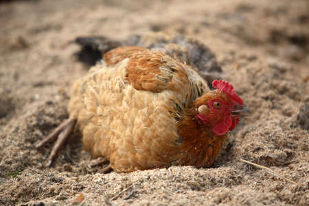 The hen lays on sandの写真素材