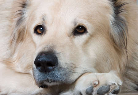 Portrait of the Caucasian sheep-dog