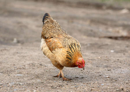 The hen eatsの写真素材