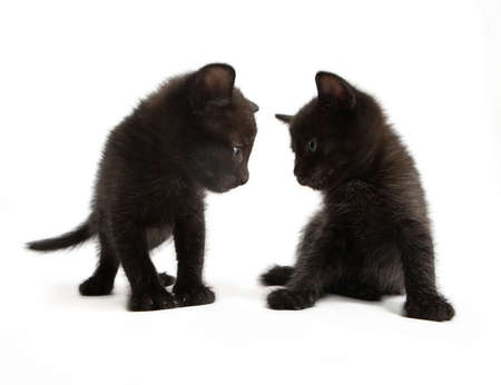 Two kittens look against each otherの写真素材
