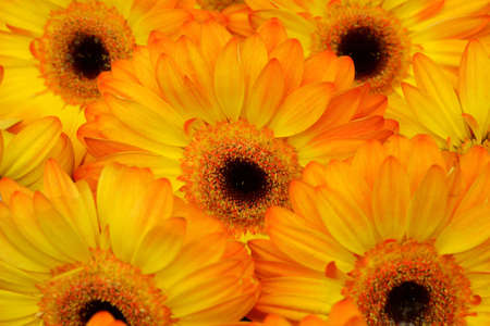 The yellow gerberaの写真素材