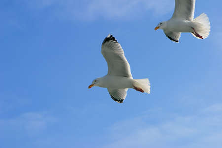 Two seagulls on a background of the skyの写真素材