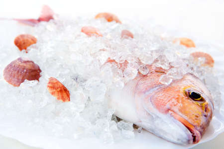 Whole Dorado lays in ice on a white plate with cockleshells close up on a white background
